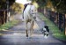 Najlepší kamaráti - pes a kôň